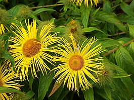 花,黃色,明星