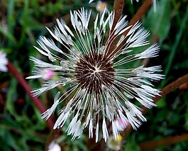蒲公英,花,雨