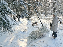 冬天,冬季森林,雪