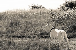 狗,夏天,動物