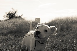 狗,夏天,動物