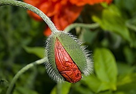 罌粟,klatschmohn,罌粟花