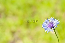 夏天,花,春