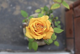 玫瑰,黃色,花