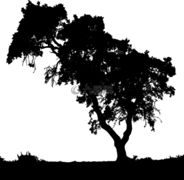 景觀,樹,側(cè)影