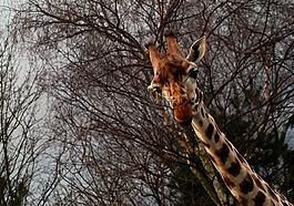 長(zhǎng)頸鹿,野生動(dòng)物園,公園