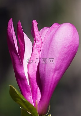 玉蘭,開花,春天