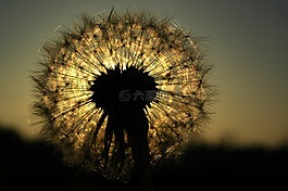背光,開花,蒲公英