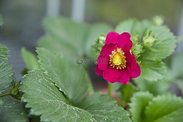 花草莓,草莓吊燈,草莓