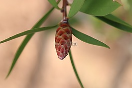 綠色,花卉,花園
