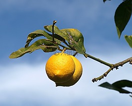 水果,食品,性質(zhì)