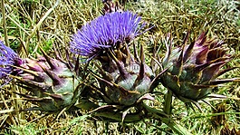 cardoon,花,紫色