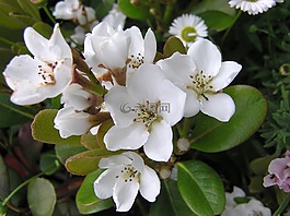 花,白,與