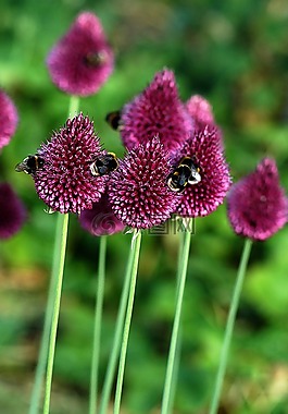 蜜蜂,花,花園