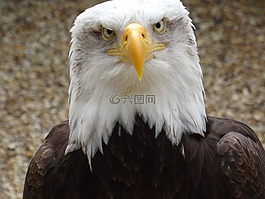 鷹,鳥,關(guān)閉了
