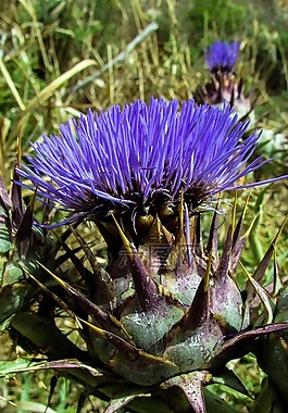 cardoon,花,紫色
