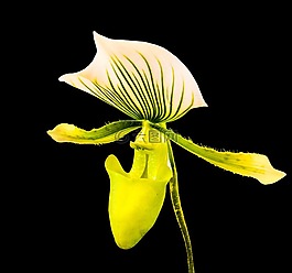蘭花,開(kāi)花,花