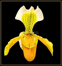 蘭花,開花,花