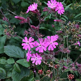 花,蝴蝶,粉紅色