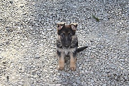 德國牧羊犬,狗,小狗