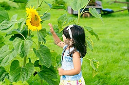 向日葵,女孩,夏天