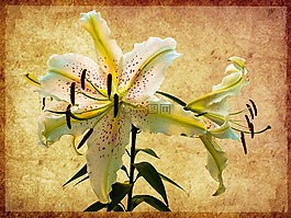 蘭花,開花,花