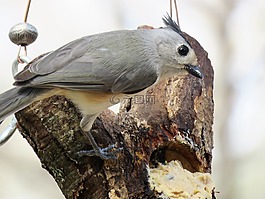 鳥,野生動物,自然