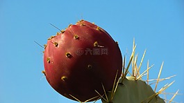 仙人掌,植物,水果