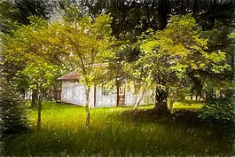 樹,自然,景觀