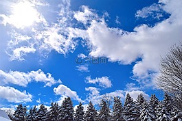 雪,樹,松
