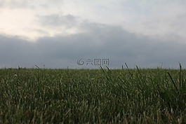 草,景觀,陰