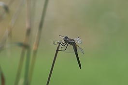 蜻蜓,昆蟲,飛