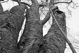 樹(shù),死亡,冬天