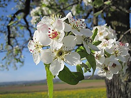 蘋果花,蘋果樹,科