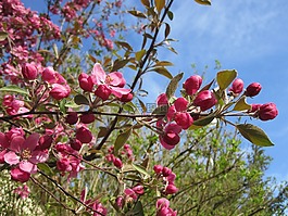 夏季,性質(zhì),開花
