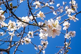 杏仁,開花,自然