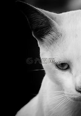 貓,野生動物,動物