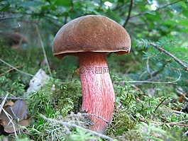 蘑菇,森林蘑菇,森林的地面