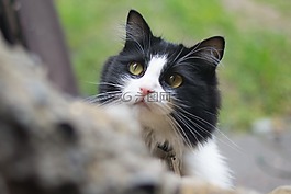 貓,小貓,動物