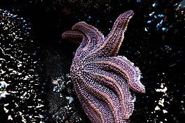 星魚,海上生活,海洋
