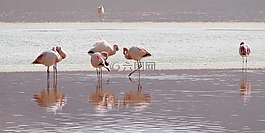 火烈鳥(niǎo),環(huán)礁湖,玻利維亞