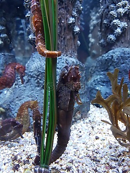 海馬,水族館,水下
