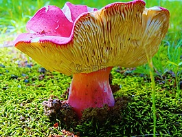 蘑菇,自然,植物