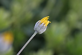 黃色,粉紅色,花卉