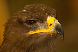 鳥,獵鷹,草原