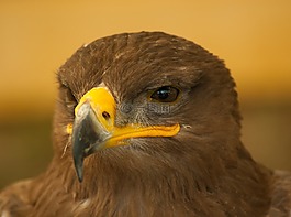 鳥,獵鷹,草原