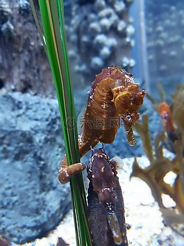海馬,水族館,水下