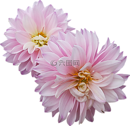 大麗花,鮮花,粉色