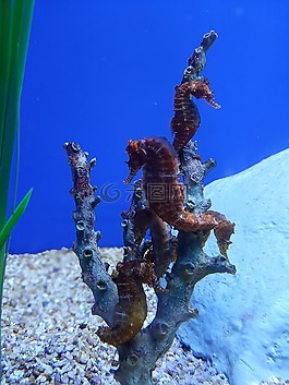海馬,水族館,水下