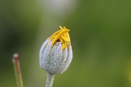黃色,粉紅色,花卉